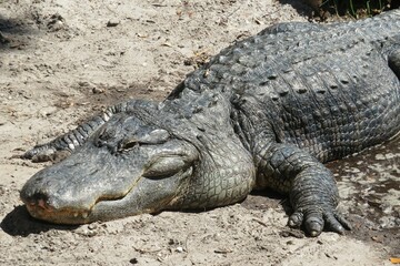 Alligator on Florida farm, closeup