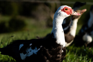portrait of a Muscovy duck