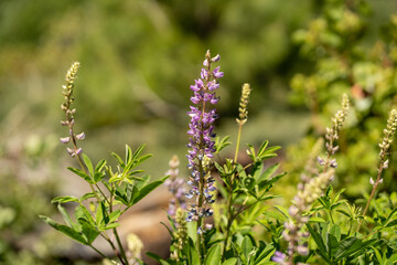 lupine flower