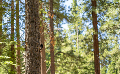 White headed woodpecker in the pines