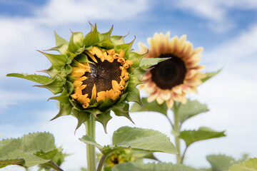Sunflower bloom bursting out in a field of colors.
