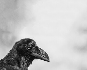 close up of a crow