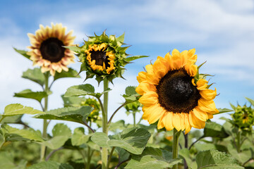 Three heads Sunflower blooms in a field of colors.
