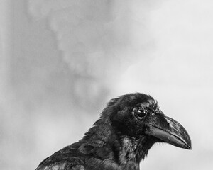 raven on the ground