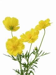Yellow cosmos flowers isolated on white background. soft focus. floral background