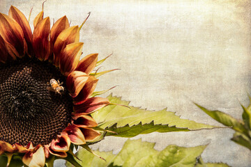 Multi colored Sunflower bloom with a honey bee exploring.
