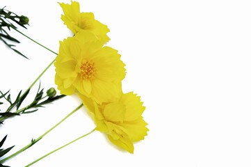 Yellow cosmos flowers isolated on white background. soft focus. floral background