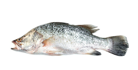 barramundi or seabass fish isolated on white background