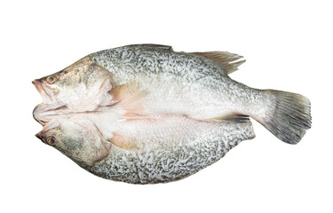 barramundi or seabass fish isolated on white background