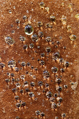 Macro of droplets of water, oozing from the dimpled surface of a smooth brown fungus; which is growing on a tree trunk in subtropical forest.