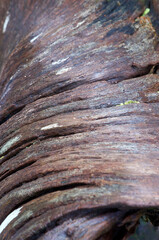 Natural old wood-grain; flowing pattern and texture - selective focus macro.
