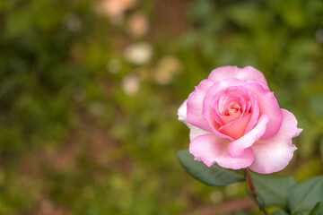 鶴見緑地のバラ園にてピンクの薔薇を撮影