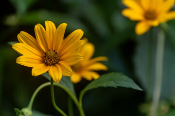 yellow flower in the garden