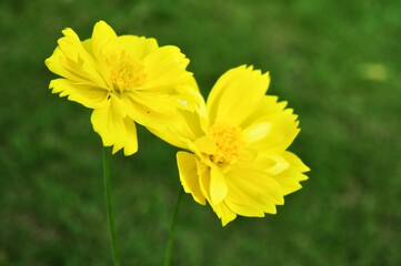 Selective focus of yellow cosmos flowers in the garden. Nature background