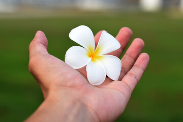 White Plumeria Flower on human hand