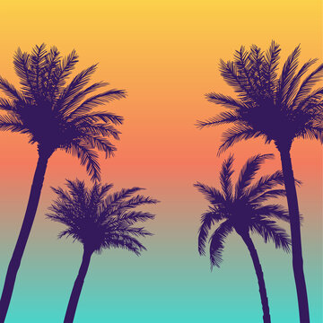 Silhouette palm coconut trees background