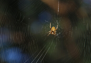 spider on web