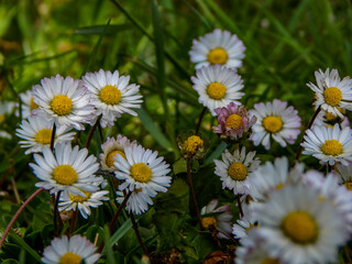 Fototapeta premium daisies in the garden