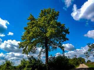 tree and sky