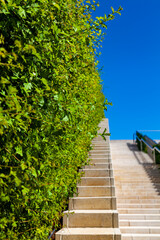 Green bush and white stairs against the sky.
