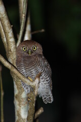 close up of an owl,owl, bird, nature, wildlife, animal, beak, predator, wild, feathers, tree, feather, eye, brown, eagle, birds, 