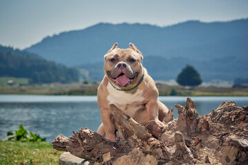 Perro American Bully color cafe con blanco sacando la lengua, sobre un tronco de arbol a un costado de un lago y unas montañas y arboles al fondo