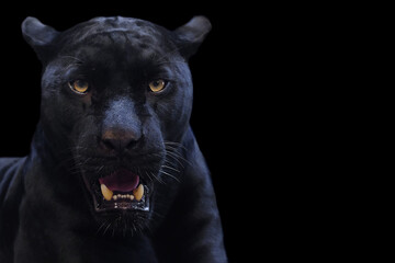 Panther on a black background
