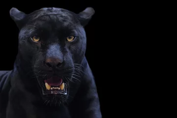 Fototapeten Panther auf schwarzem Hintergrund © subinpumsom