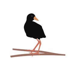 Black Crake Illustration