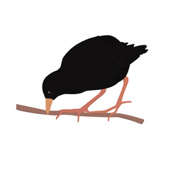 Black Crake Illustration
