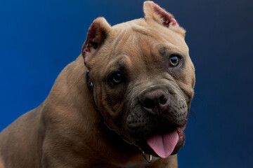 Mirada tierna de perro american bully color cafe con ojos claros desde cerca, con un fondo color azul