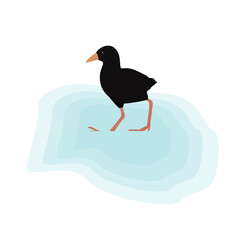 Black Crake Illustration