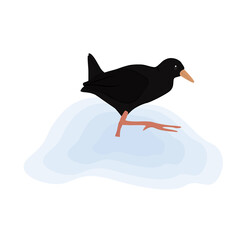 Black Crake Illustration