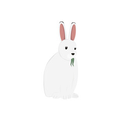 Arctic Hare Illustration