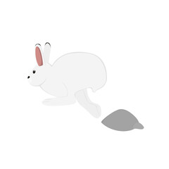 Arctic Hare Illustration