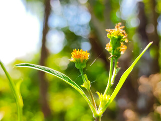 yellow flowers in the garden