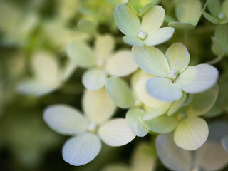 Details of white hydrangea blossoms in early morning light