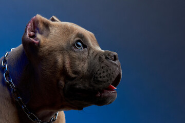 Mirada tierna de perro american bully color cafe con ojos claros desde cerca, con un fondo color azul