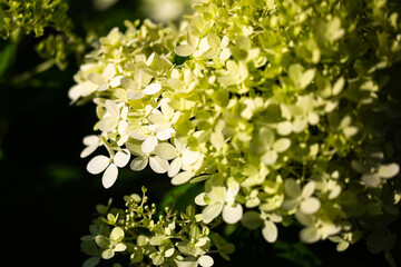 Details of white hydrangea blossoms in early morning light