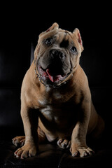 Perro cachorro american bully sentado y irando a la camara en sesion de estudio con un fondo negro