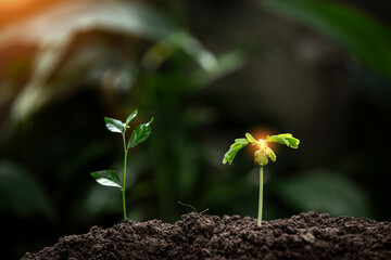 Hands of the farmer are planting the seedlings into the soil
