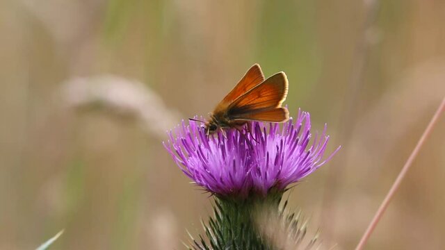 Small Skipper Butterfly, Thymelicus sylvestris, feeding on Thisle flower in early Summer. Staffordshire. British Isles
