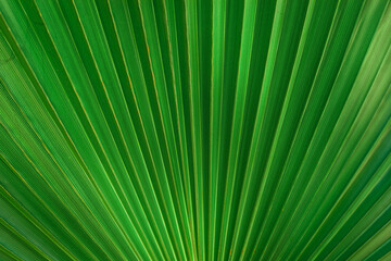 Obraz premium Large palm leaf.