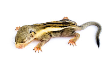 Baby himalayan striped squirrel or Baby burmese striped squirrel(Tamiops mcclellandii) on white background. Wild Animals.