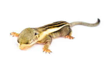 Baby himalayan striped squirrel or Baby burmese striped squirrel(Tamiops mcclellandii) on white background. Wild Animals.