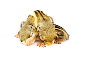 Baby himalayan striped squirrel or Baby burmese striped squirrel(Tamiops mcclellandii) on white background. Wild Animals.