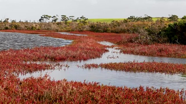Scenes from a coastal tidal marsh dominated by Sarcocornia  during high tide in Victoria, Australia