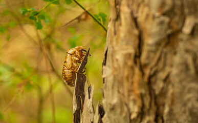 Larwa cykady (Cicadidae). W tym przypadku jest to juz opuszczone schronienie po wyjsciu na zewnątrz.  Rodzina pluskwiaków z podrzędu cykadokształtnych.