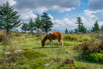 Naklejka premium Pony in field