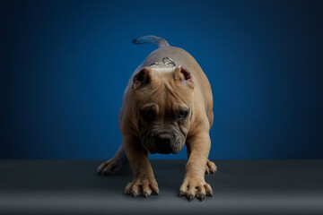 cachorro american bully color cafe, en sesion de fotos de estudio con diferentes poses y un fondo de color azul